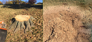 Lakeland Tree Stump Removal