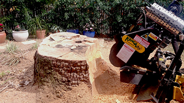 Tree Stump Removal Lakeland FL